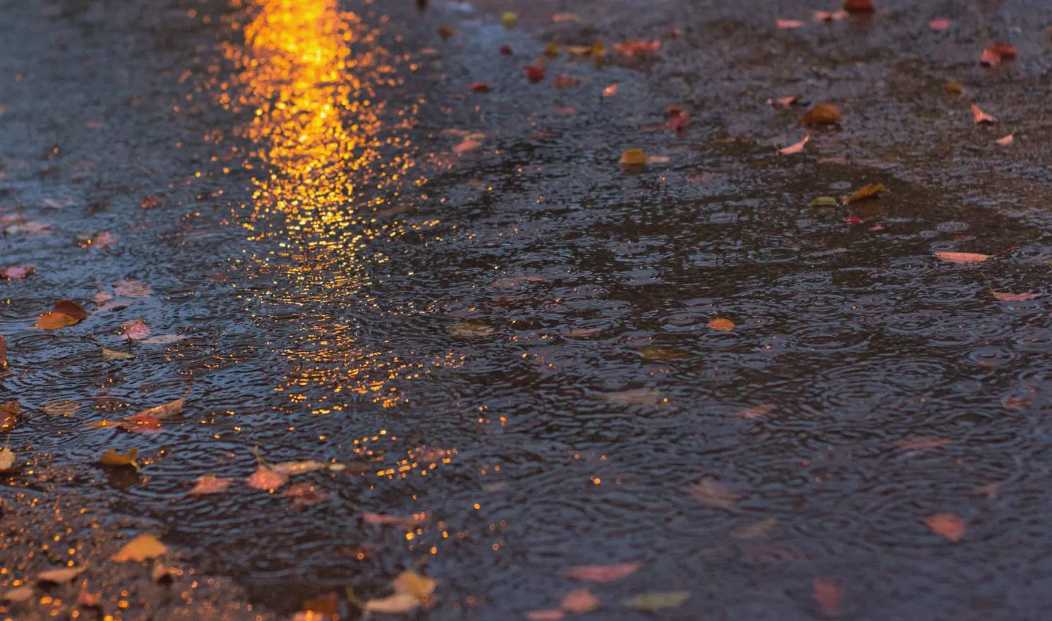 Photographing Your Neighbourhood Through the Colours of Late Autumn